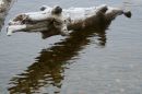 Открыть во весь экран